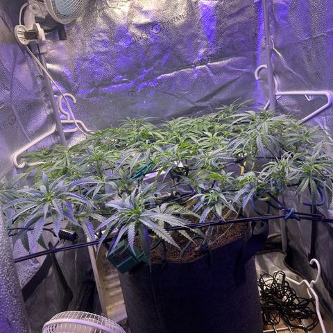 Fruity Pebbles 2.0 growlog timeline photo