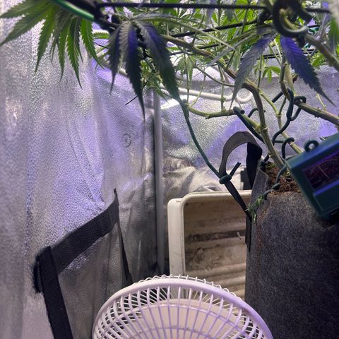 Fruity Pebbles 2.0 growlog timeline photo