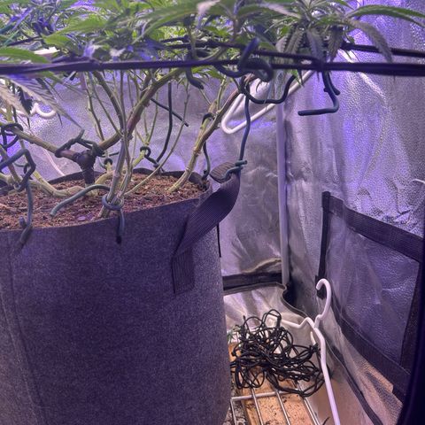Fruity Pebbles 2.0 growlog timeline photo