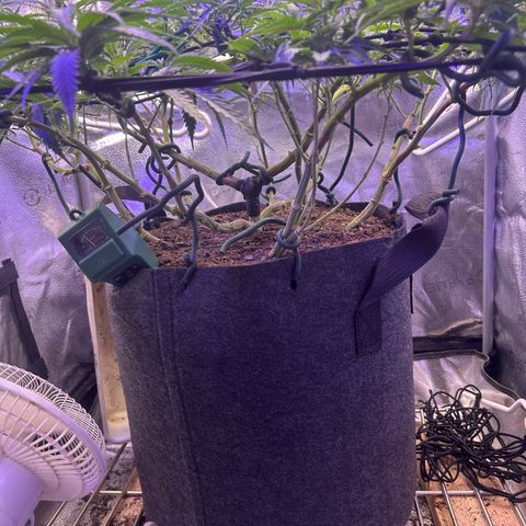 Fruity Pebbles 2.0 growlog timeline photo