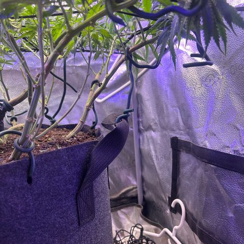 Fruity Pebbles 2.0 growlog timeline photo