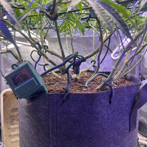 Fruity Pebbles 2.0 growlog timeline photo
