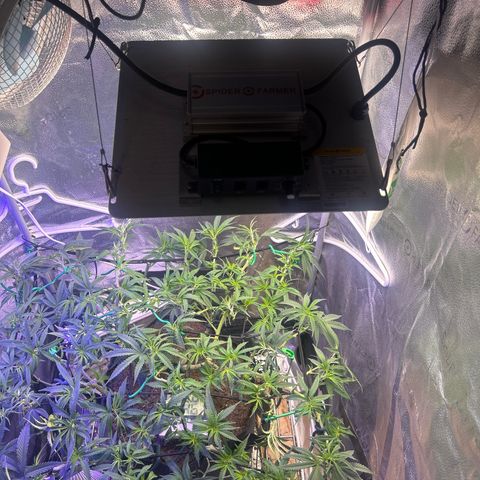 Fruity Pebbles 2.0 growlog timeline photo