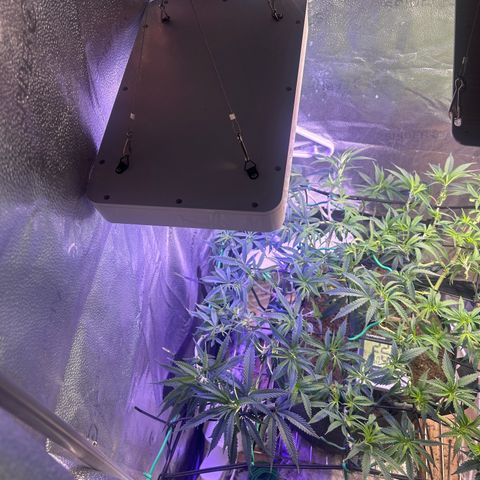 Fruity Pebbles 2.0 growlog timeline photo