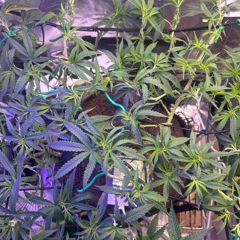 Fruity Pebbles 2.0 growlog timeline photo