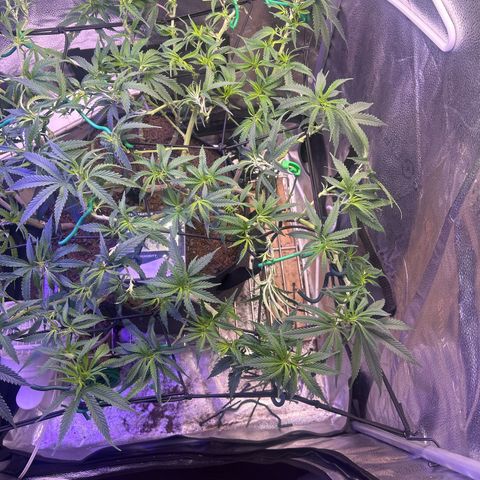 Fruity Pebbles 2.0 growlog timeline photo