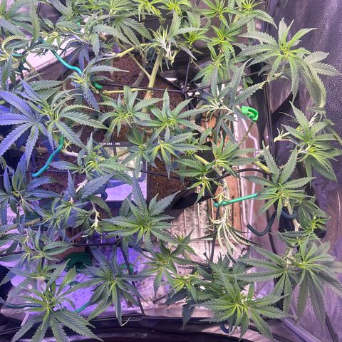 Fruity Pebbles 2.0 growlog timeline photo