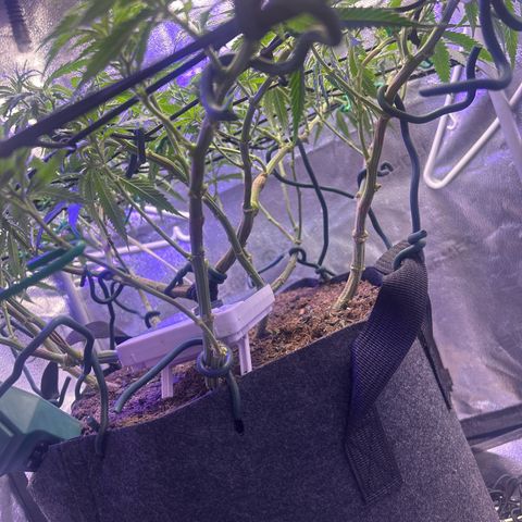 Fruity Pebbles 2.0 growlog timeline photo