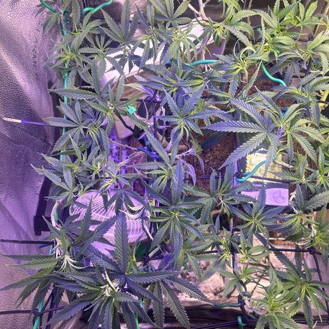 Fruity Pebbles 2.0 growlog timeline photo
