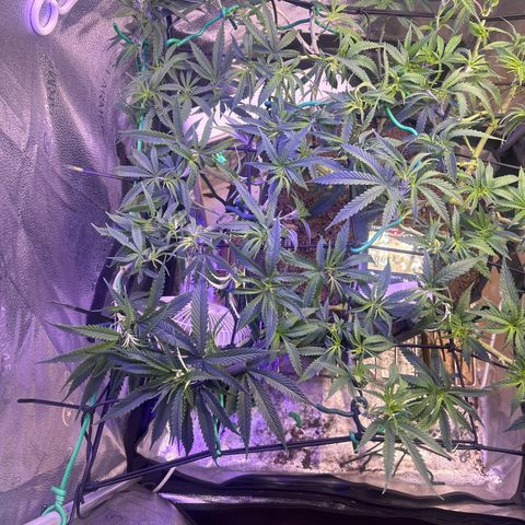 Fruity Pebbles 2.0 growlog timeline photo