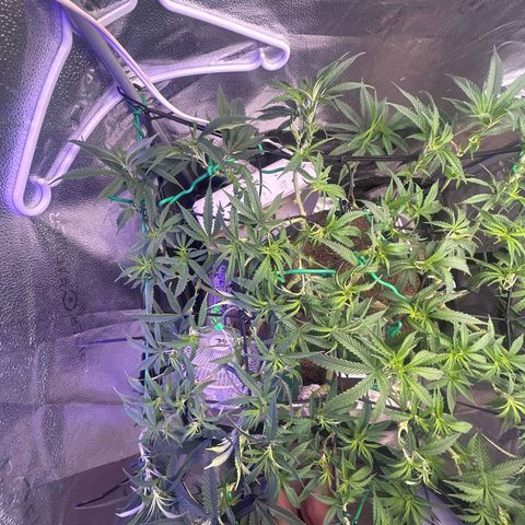 Fruity Pebbles 2.0 growlog timeline photo