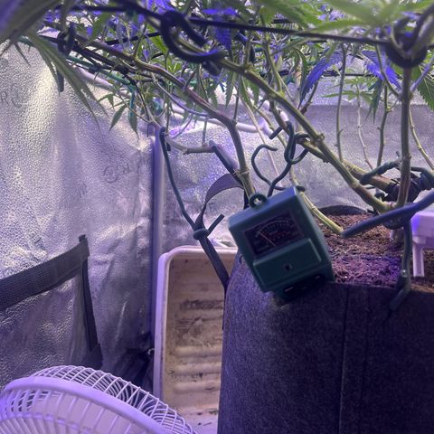 Fruity Pebbles 2.0 growlog timeline photo