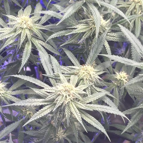 Fruity Pebbles 2.0 growlog timeline photo