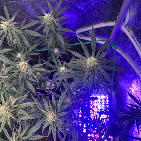 Fruity Pebbles 2.0 growlog timeline photo