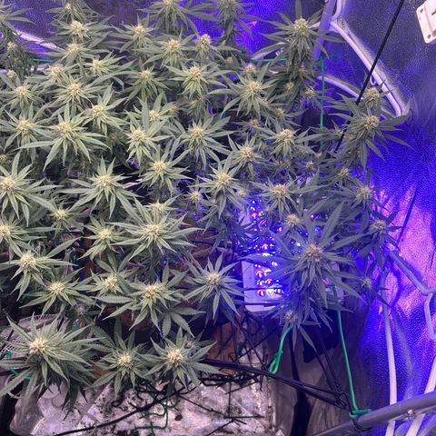 Fruity Pebbles 2.0 growlog timeline photo