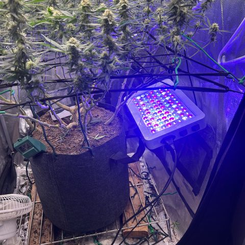 Fruity Pebbles 2.0 growlog timeline photo