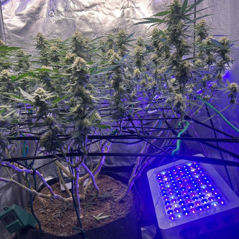 Fruity Pebbles 2.0 growlog timeline photo