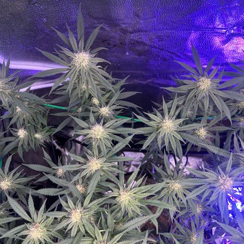 Fruity Pebbles 2.0 growlog timeline photo