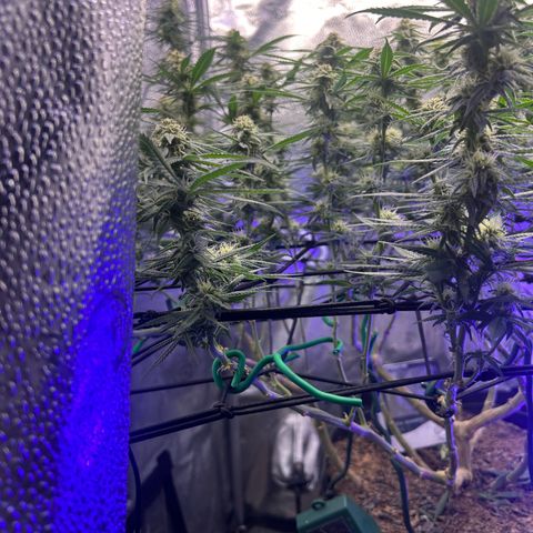Fruity Pebbles 2.0 growlog timeline photo