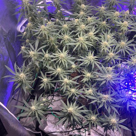 Fruity Pebbles 2.0 growlog timeline photo