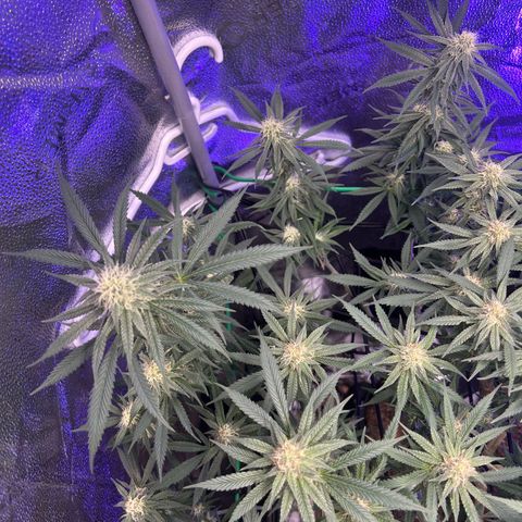 Fruity Pebbles 2.0 growlog timeline photo