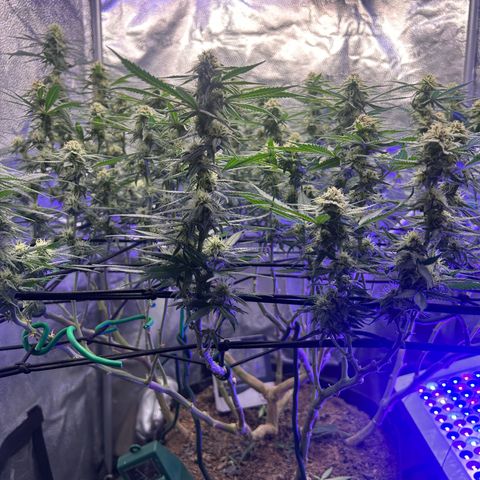 Fruity Pebbles 2.0 growlog timeline photo