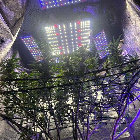 Fruity Pebbles 2.0 growlog timeline photo