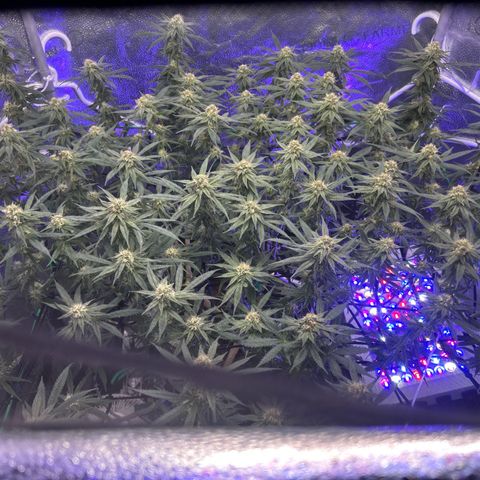 Fruity Pebbles 2.0 growlog timeline photo