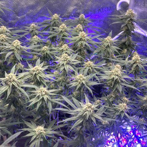Fruity Pebbles 2.0 growlog timeline photo