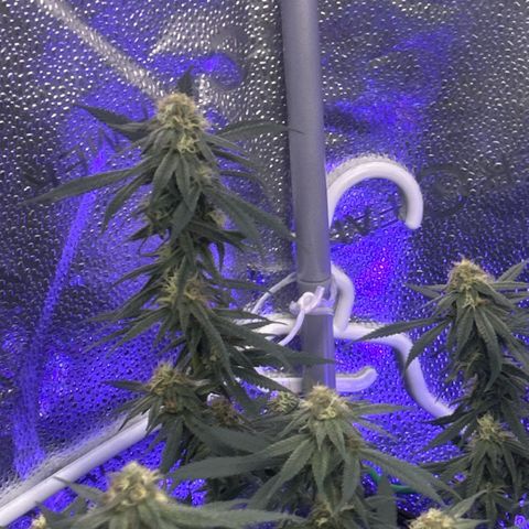 Fruity Pebbles 2.0 growlog timeline photo