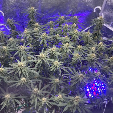 Fruity Pebbles 2.0 growlog timeline photo