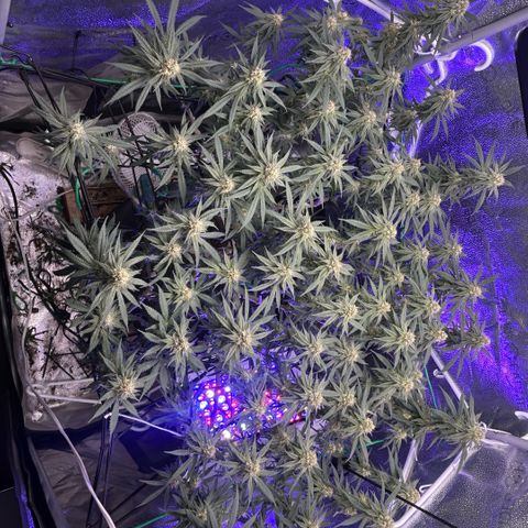 Fruity Pebbles 2.0 growlog timeline photo