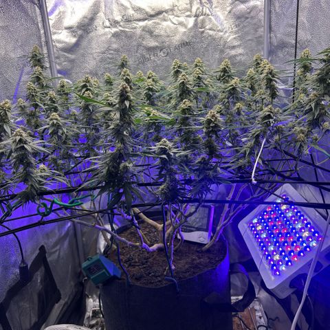 Fruity Pebbles 2.0 growlog timeline photo