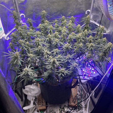Fruity Pebbles 2.0 growlog timeline photo