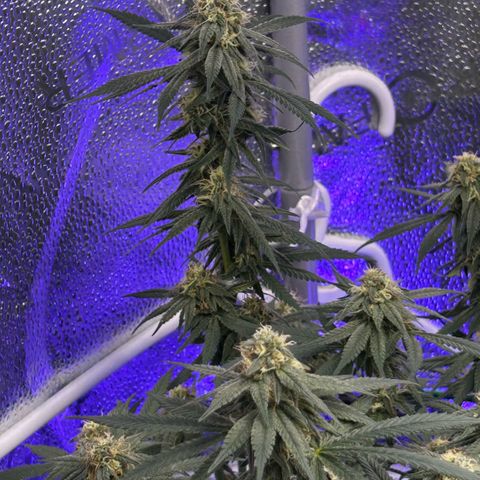 Fruity Pebbles 2.0 growlog timeline photo