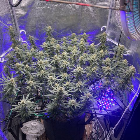 Fruity Pebbles 2.0 growlog photo: À la mi-floraison 😛 j’ai très hate de voir a la suite 