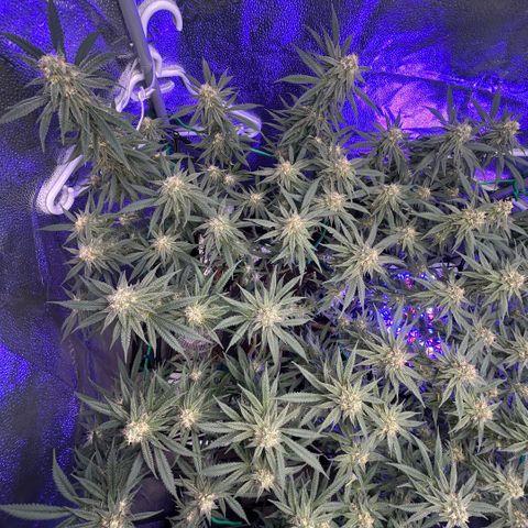 Fruity Pebbles 2.0 growlog photo: À la mi-floraison 😛 j’ai très hate de voir a la suite 
