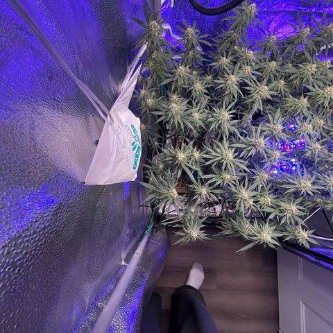 Fruity Pebbles 2.0 growlog photo: À la mi-floraison 😛 j’ai très hate de voir a la suite 