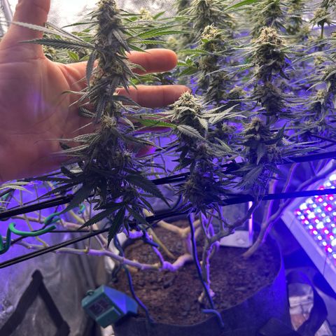 Fruity Pebbles 2.0 growlog photo: À la mi-floraison 😛 j’ai très hate de voir a la suite 