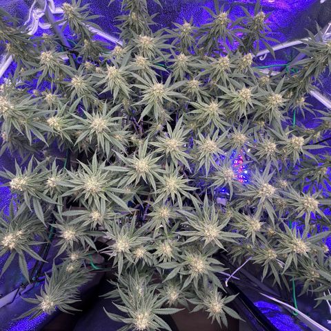 Fruity Pebbles 2.0 growlog photo: À la mi-floraison 😛 j’ai très hate de voir a la suite 