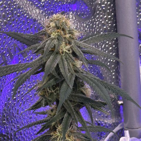 Fruity Pebbles 2.0 growlog photo: À la mi-floraison 😛 j’ai très hate de voir a la suite 