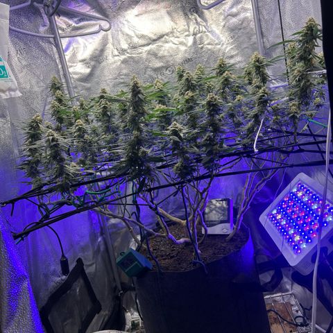 Fruity Pebbles 2.0 growlog photo: À la mi-floraison 😛 j’ai très hate de voir a la suite 