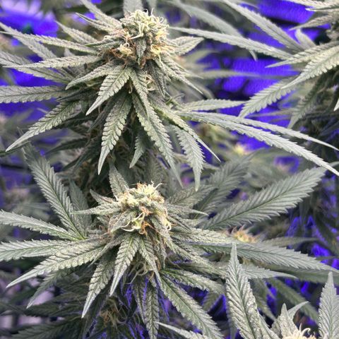 Fruity Pebbles 2.0 growlog photo: À la mi-floraison 😛 j’ai très hate de voir a la suite 