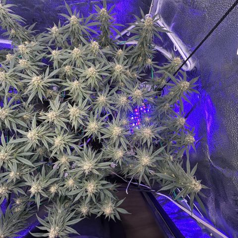 Fruity Pebbles 2.0 growlog photo: À la mi-floraison 😛 j’ai très hate de voir a la suite 