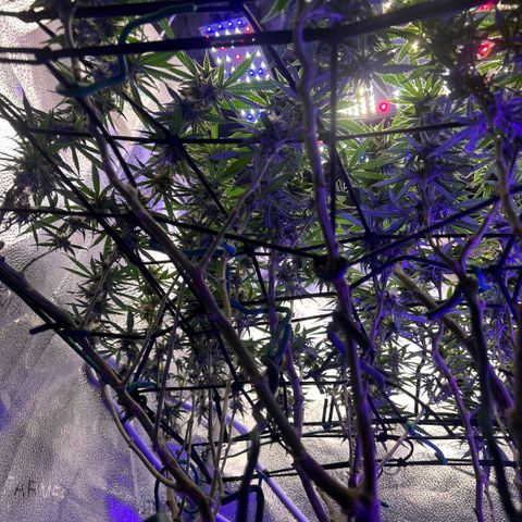 Fruity Pebbles 2.0 growlog timeline photo