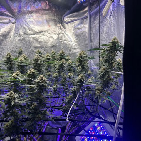 Fruity Pebbles 2.0 growlog timeline photo