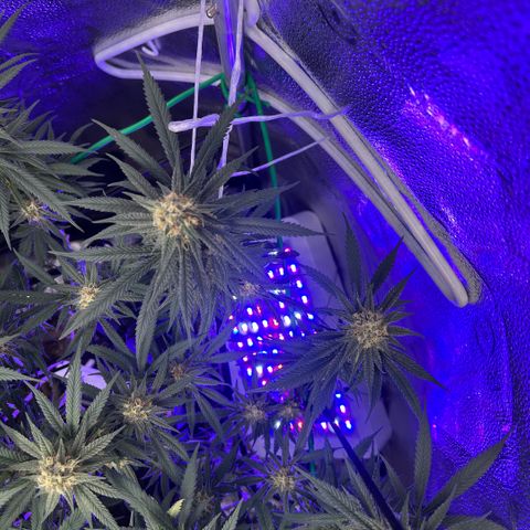 Fruity Pebbles 2.0 growlog timeline photo