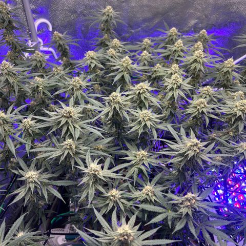 Fruity Pebbles 2.0 growlog timeline photo