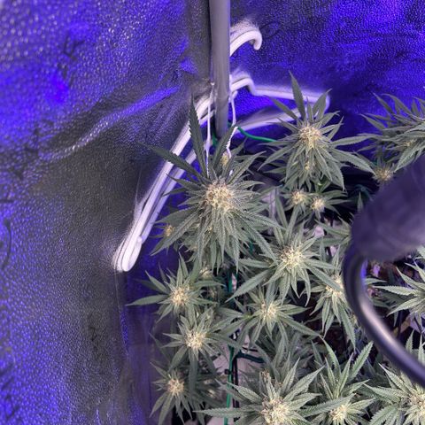 Fruity Pebbles 2.0 growlog timeline photo