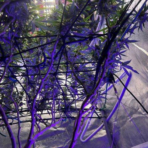 Fruity Pebbles 2.0 growlog timeline photo